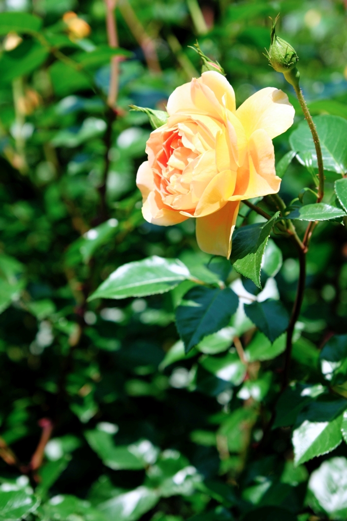 良い香りのバラが咲き始めた～＃４