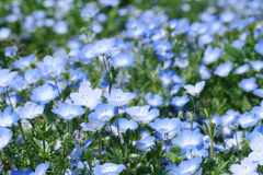 春を彩るネモフィラ#1