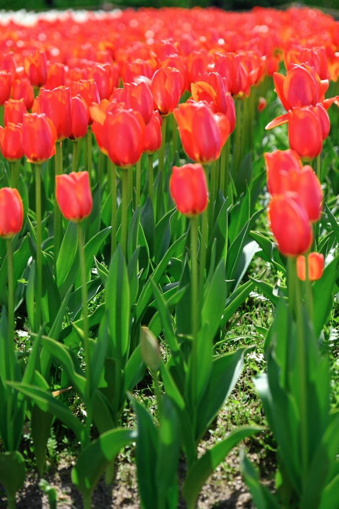 華麗な姿のチューリップ＃５