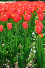 華麗な姿のチューリップ＃５