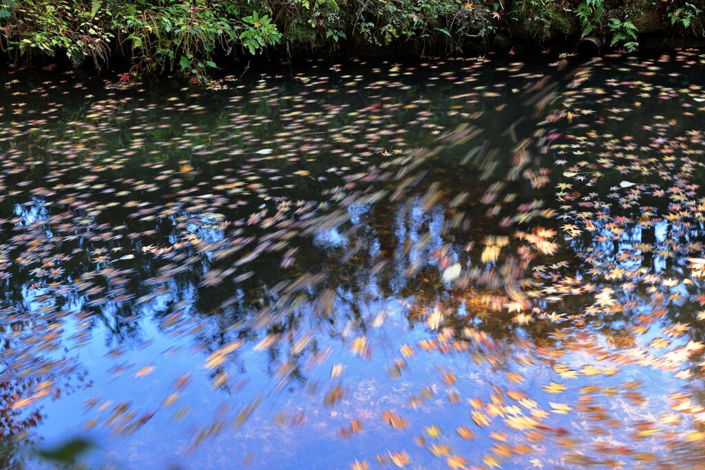 見頃を迎えた松平郷の紅葉＃１０