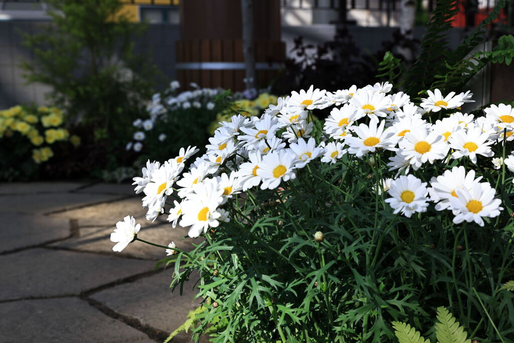 季節を先取り温室の花たち＃３