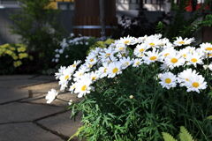 季節を先取り温室の花たち＃３