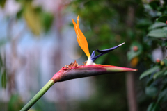 デンパーク・温室内の花たち＃４