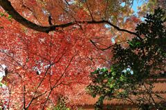 瀬戸市・雲興寺の紅葉#6