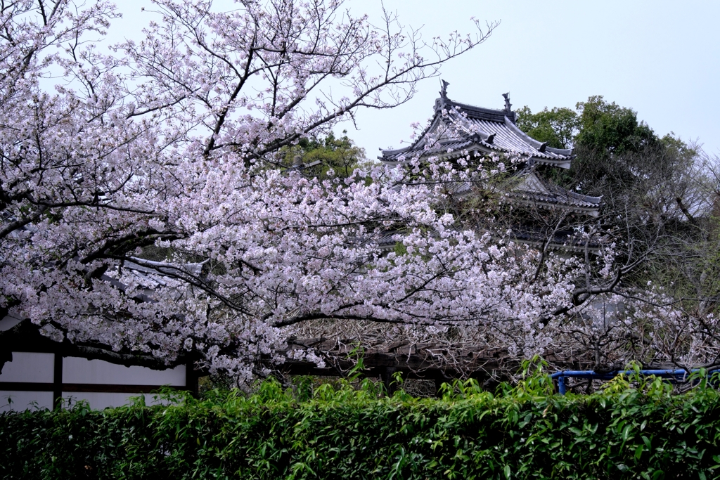 近場で効率良く2ヶ所でサクラ撮影＃５