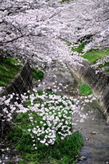 圧巻な水無瀬川のサクラ並木＃８