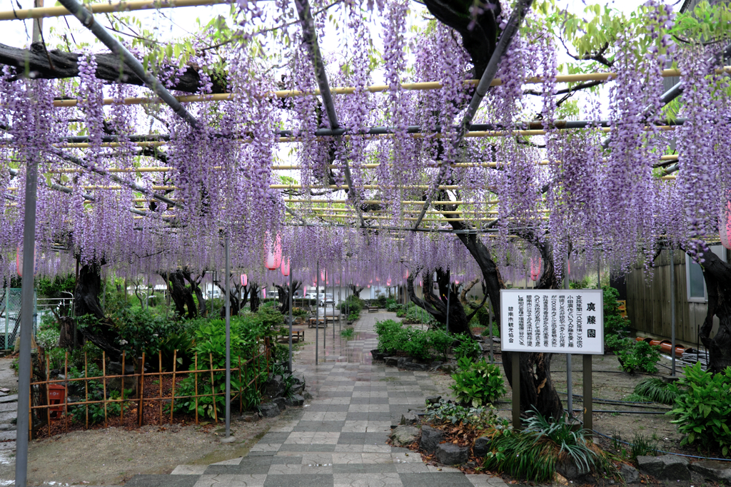 地元の藤園ロケハン＃２