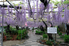 地元の藤園ロケハン#2