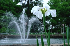 見頃が待ち遠しい花菖蒲#7