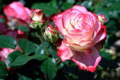 ミササガパークの薔薇が見頃＃７