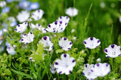 春を彩る花たち＃２