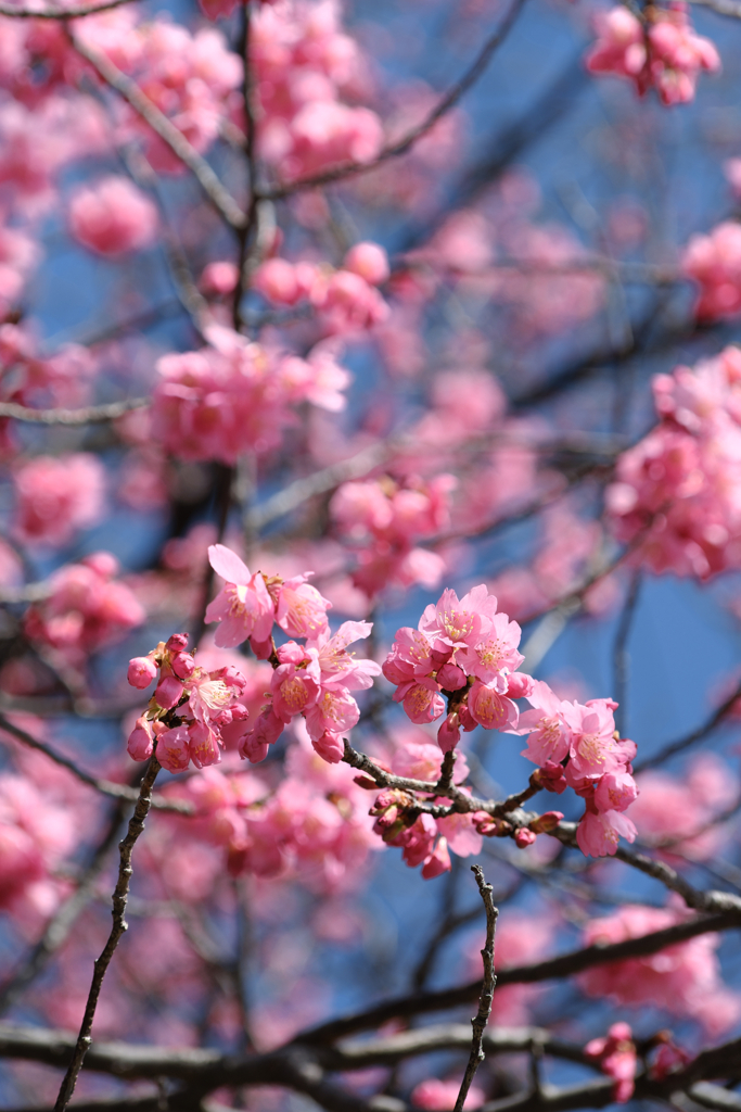 地元で咲き始めた寒緋サクラ＃２