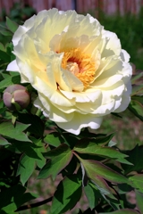 見頃を迎えた花牡丹#7