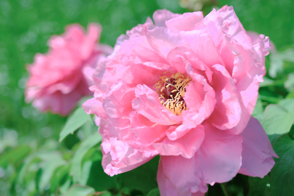 牡丹・芍薬が見頃＃８