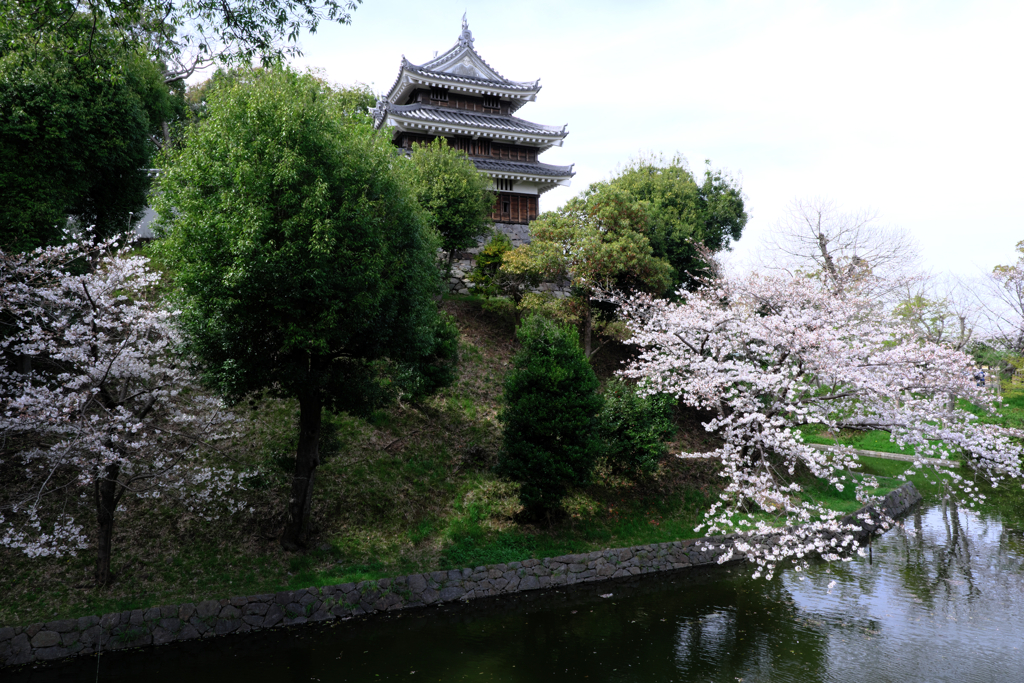サクラ満開の西尾歴史公園＃１０