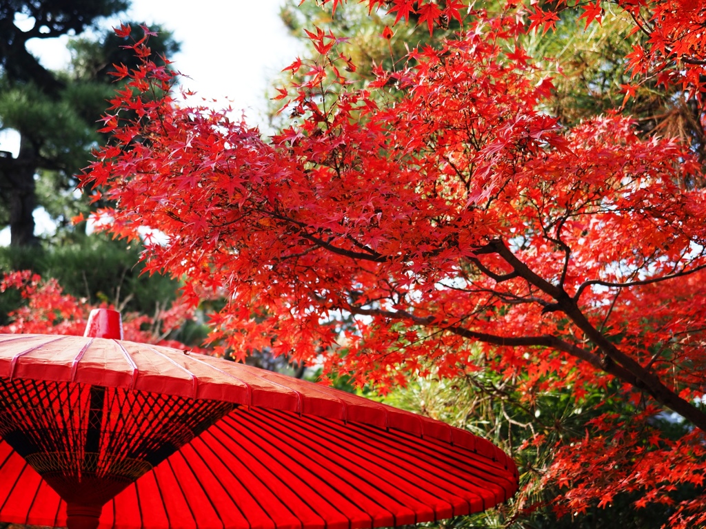 紅葉の名所西尾市の『尚古荘』＃２