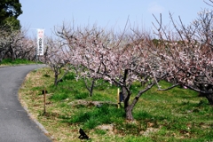 まだ見頃を迎えない梅の花たち＃３