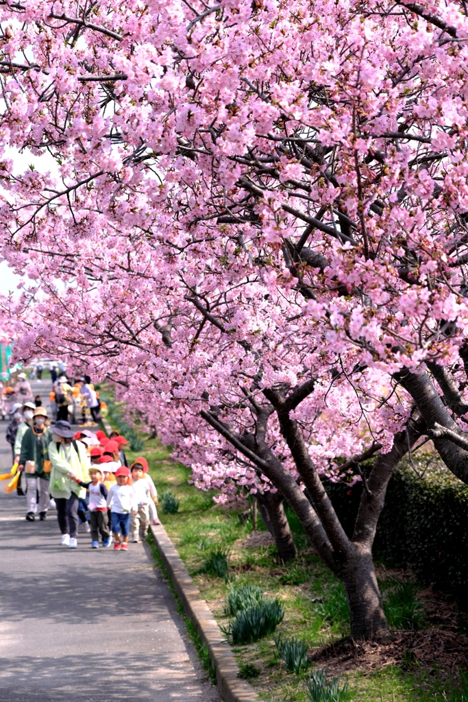 「ふれあいの道」河津桜が満開＃９