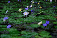 あおいパーク・スイレン見頃#1