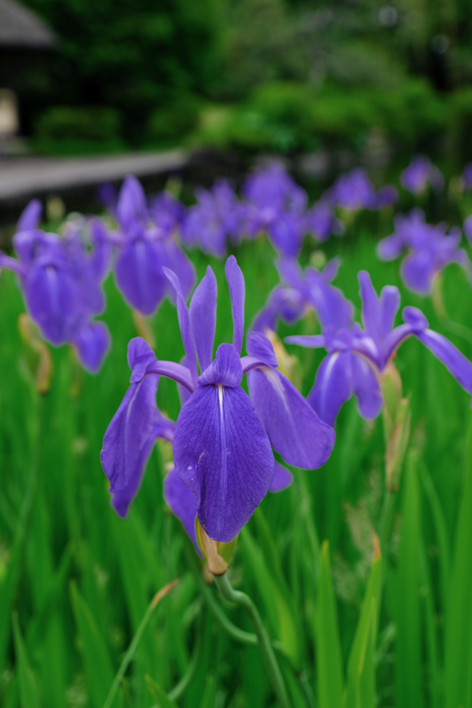 新緑が眩しい丈山苑＃５