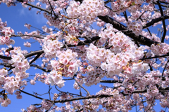 早咲きサクラ満開＃６