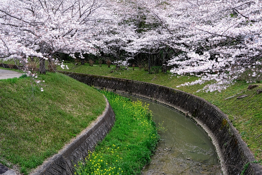 満開の水無瀬川サクラ並木＃７