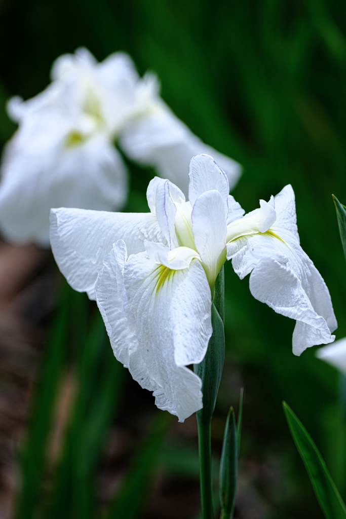 今年も逢いに菖蒲の花＃２