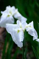 今年も逢いに菖蒲の花＃２