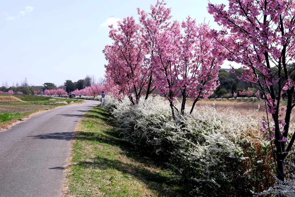 見頃の陽光桜並木道＃３