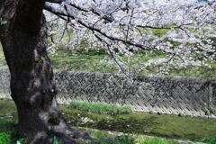 ソメイヨシノが満開のサクラ並木#8