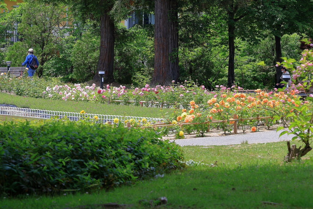 ミササガパークは薔薇が見頃＃１０