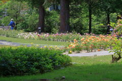 ミササガパークは薔薇が見頃#10