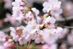 近所の神社で咲き始めたサクラたち#6
