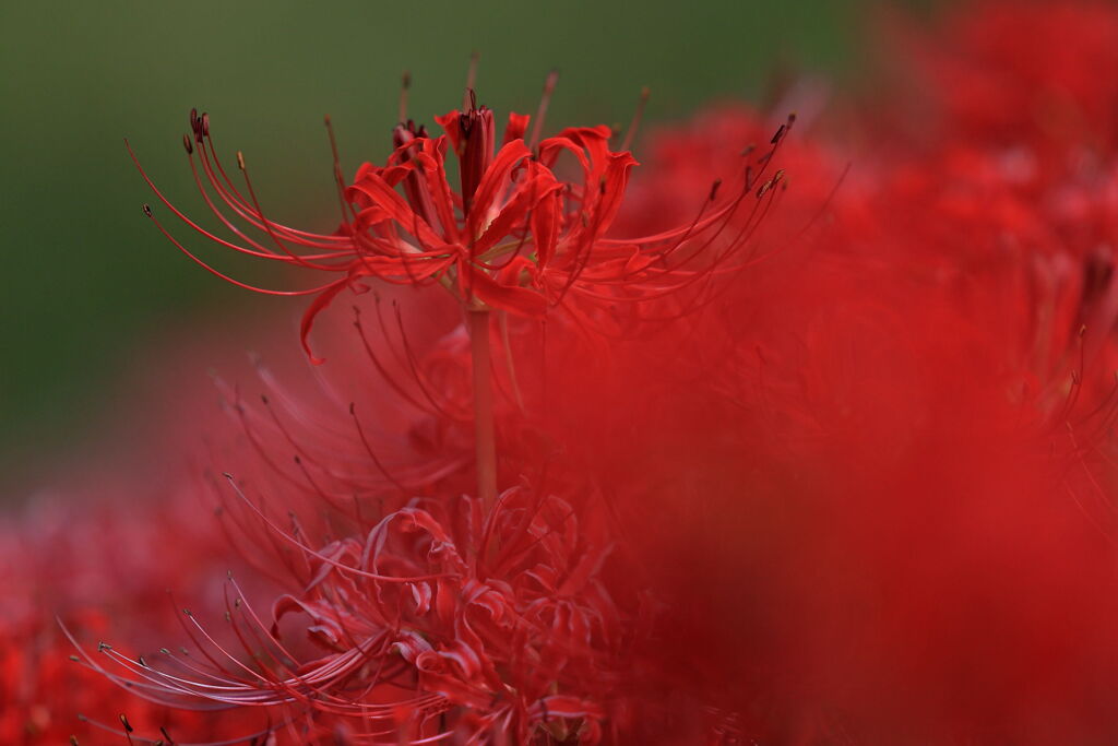 逢妻女川の彼岸花＃４