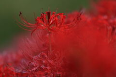 逢妻女川の彼岸花#4