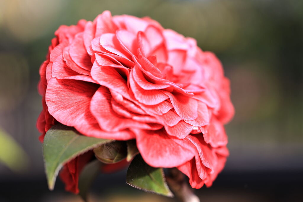 季節を先取り温室の花たち＃５