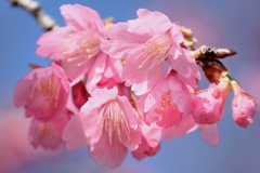 地元で咲き始めた寒緋サクラ＃１０