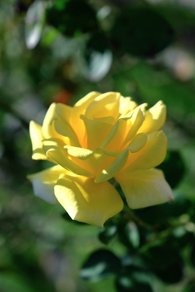 ミササガパークの秋バラ＃１