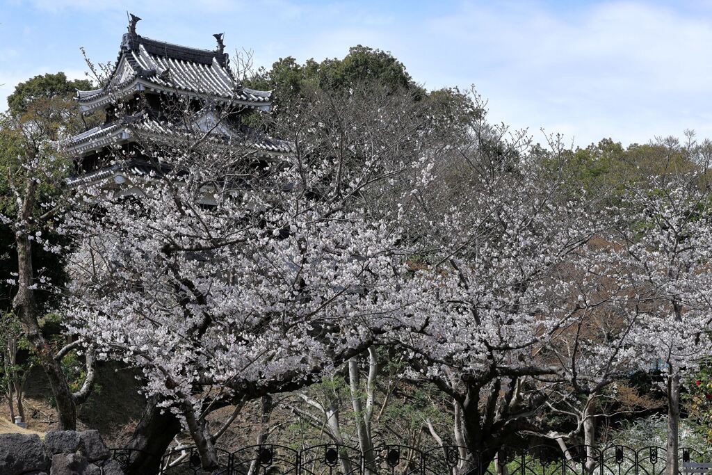 見頃の西尾歴史公園サクラ＃４