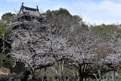 見頃の西尾歴史公園サクラ＃４