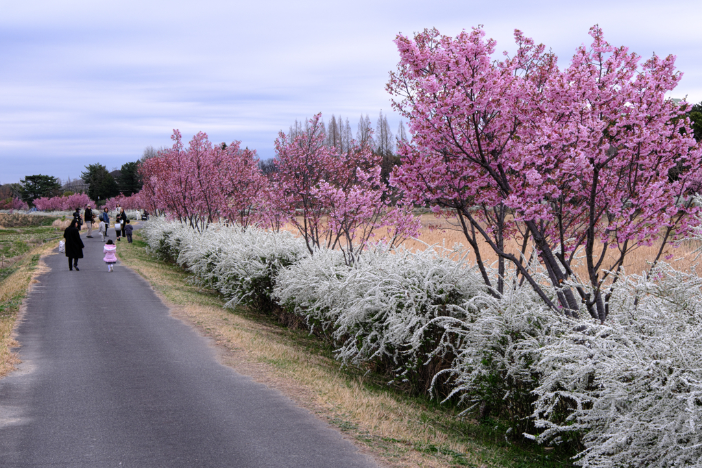 見頃を迎えた陽光サクラ＃６
