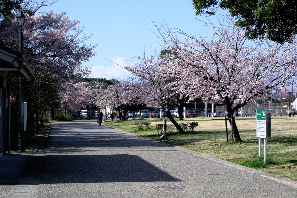 早咲きサクラ満開＃４