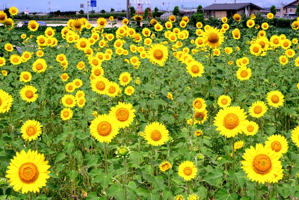 市内のヒマワリ畑ロケハン＃９