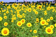 市内のヒマワリ畑ロケハン#9