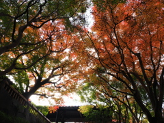 京都風情タップリ丈山苑＃２０