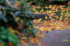 敢えて雨降りの紅葉撮影#5