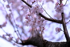 源空院の枝垂れサクラが見頃＃４