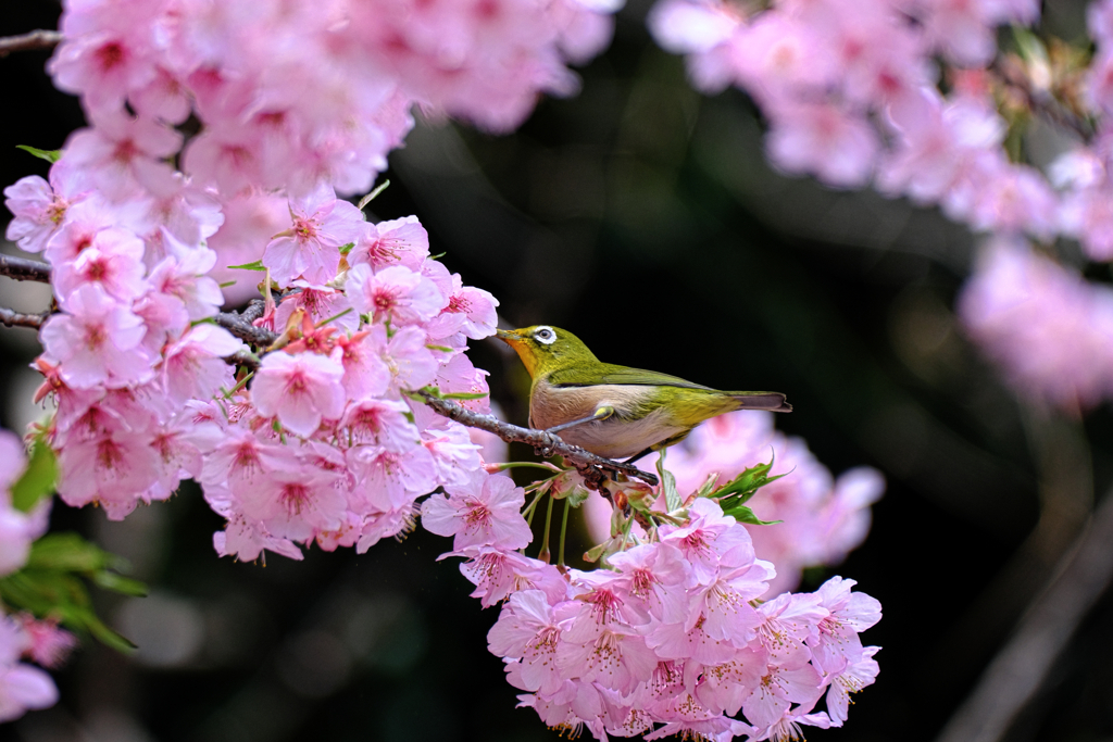 河津桜とメジロちゃん＃３