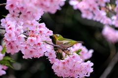 河津桜とメジロちゃん＃３